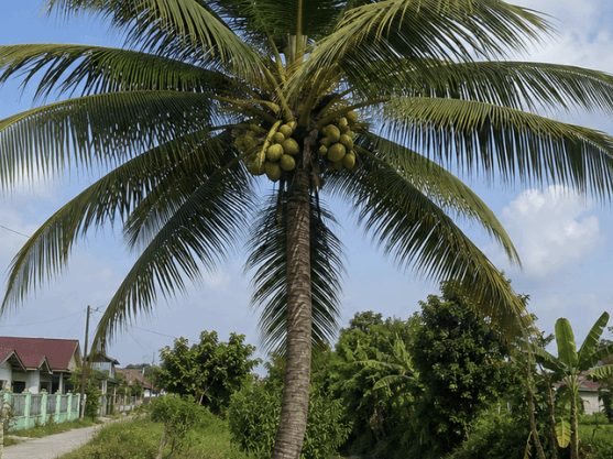 Pohon Kelapa - Cocos nucifera L.