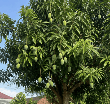 Pohon Mangga - Mangifera indica L.