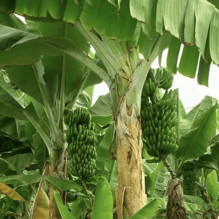 Pohon Pisang - Musa paradisiaca L.