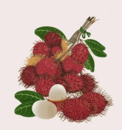 Rambutan - Nephelium lappaceum L.