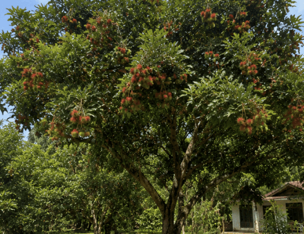Pohon Rambutan - Nephelium lappaceum L.